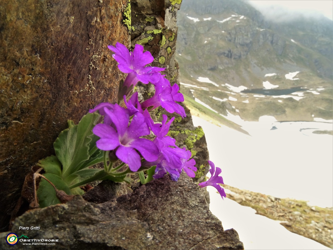 67 Primule irsute (Primula hirsuta) sulle rocce alla Bocchetta Triomen.JPG